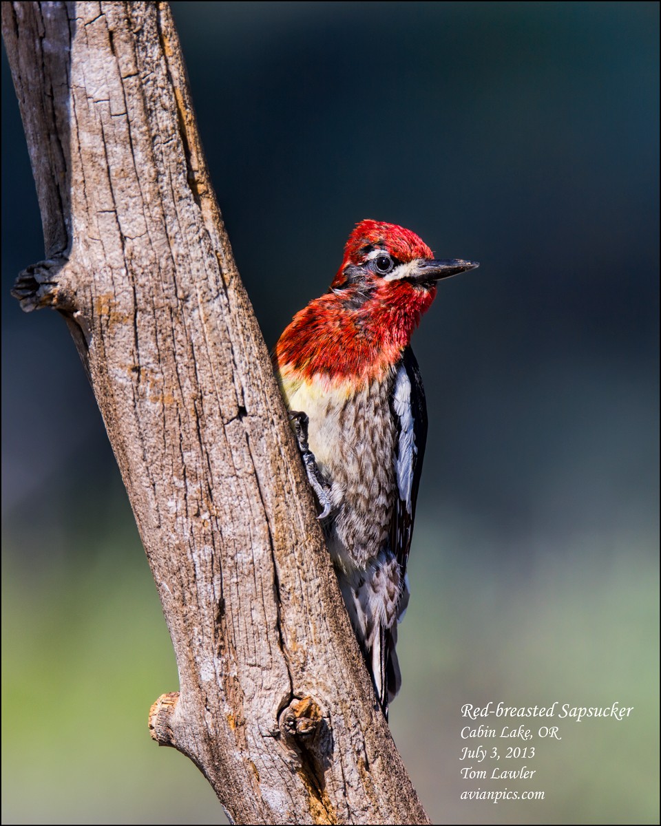 Red-breasted Sapsucker - Tom Lawler