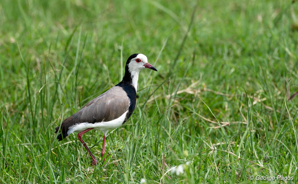 Long-toed Lapwing - George Pagos