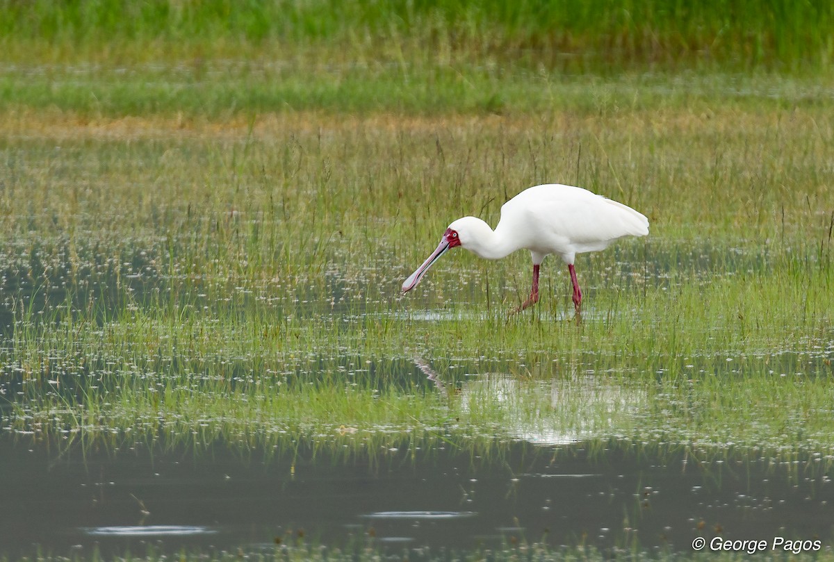 African Spoonbill - George Pagos