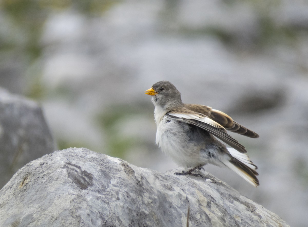White-winged Snowfinch - ML107467411