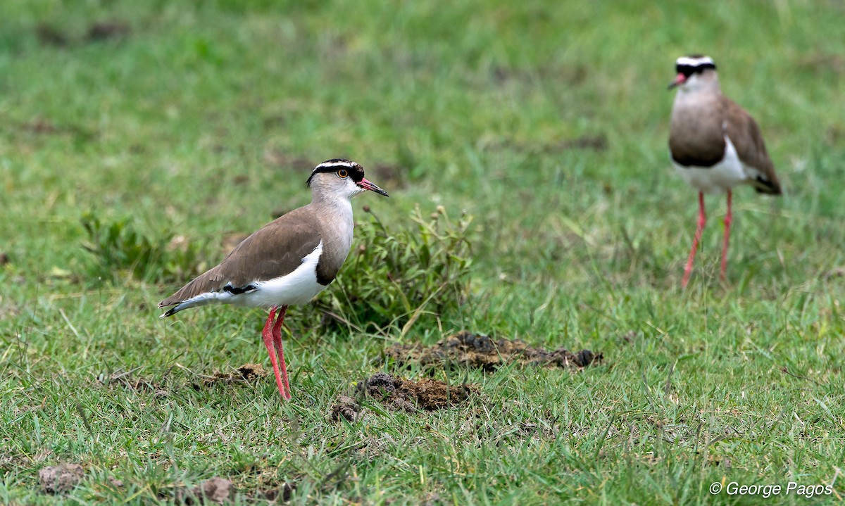 Crowned Lapwing - ML107467431