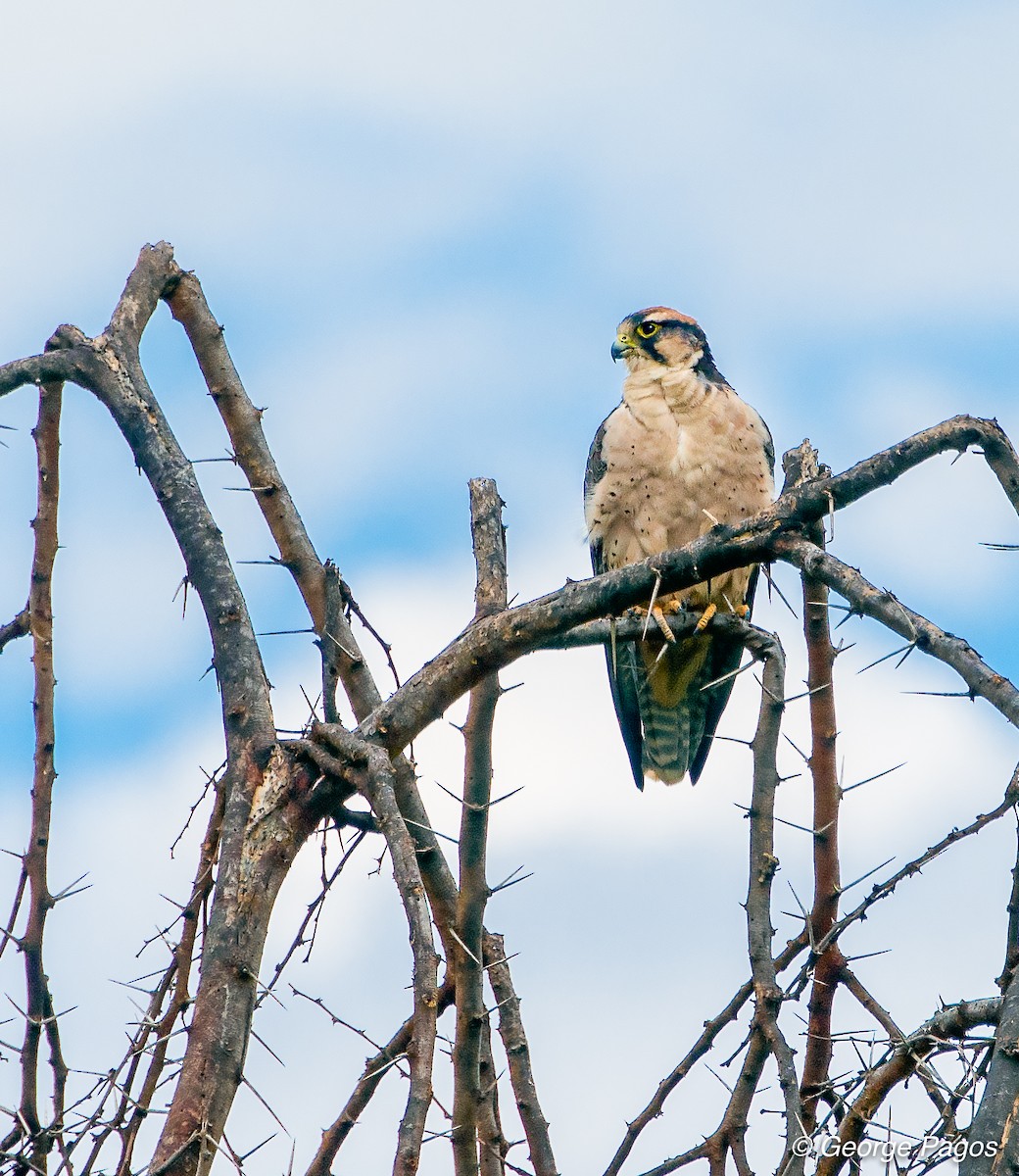 Lanner Falcon - George Pagos