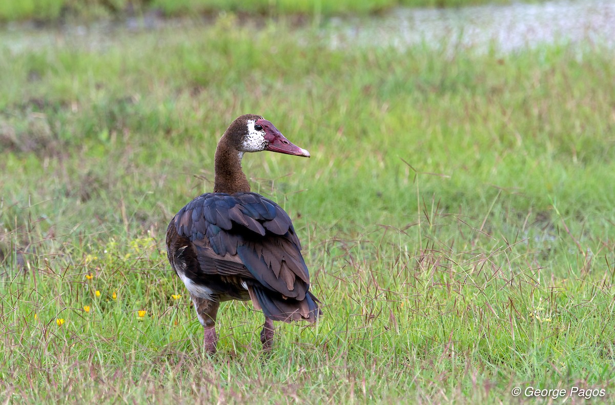 Spur-winged Goose - ML107467891