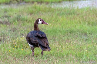 Spur-winged Goose, ML107467891