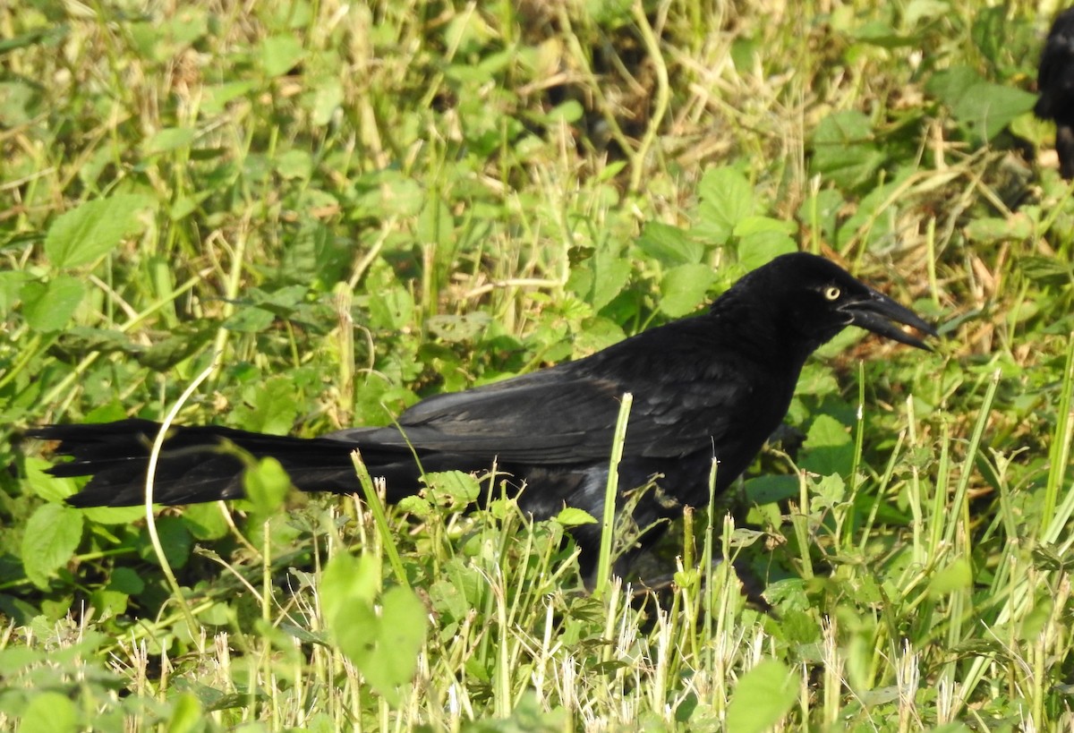 Great-tailed Grackle - ML107467901