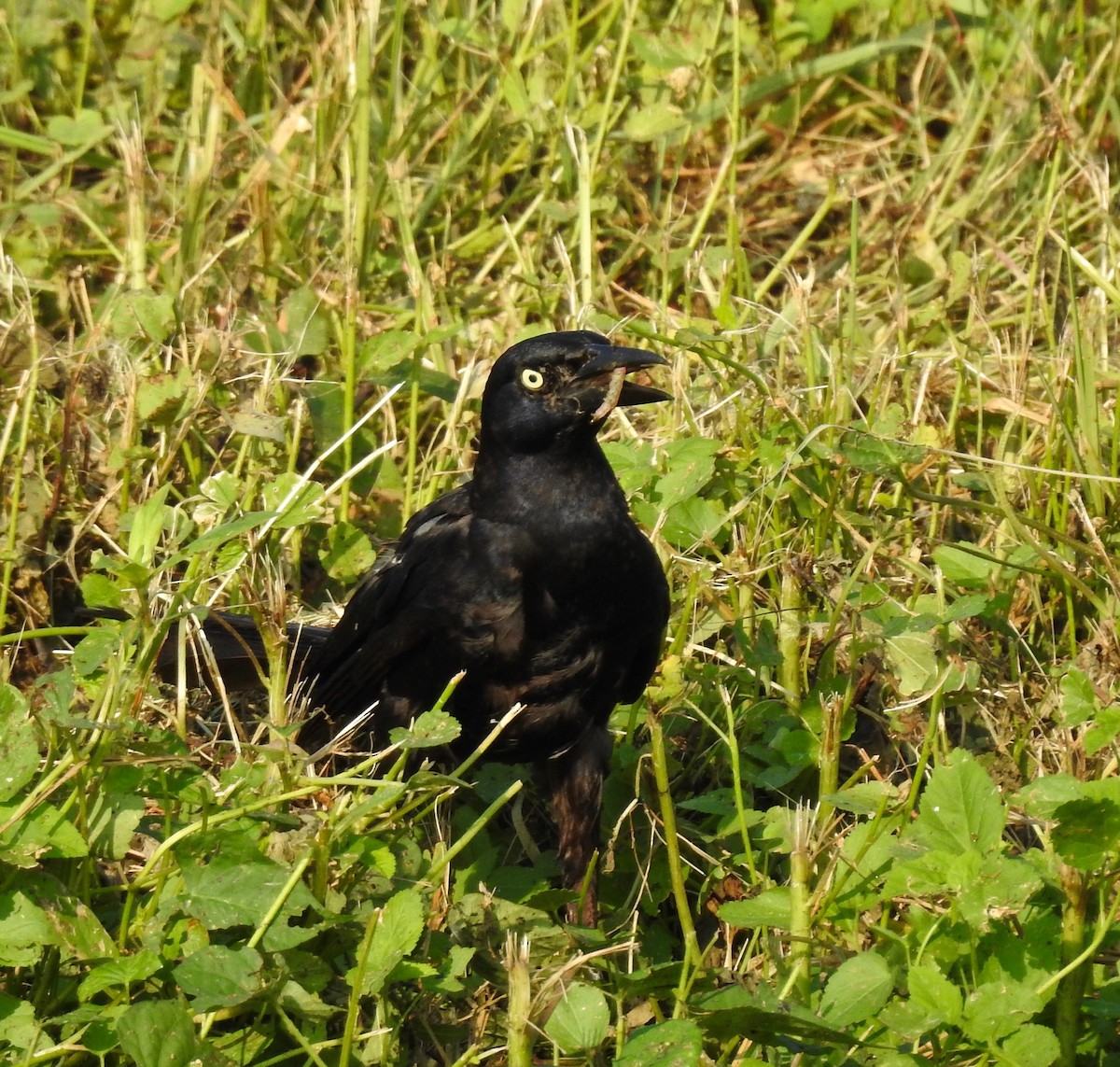 Great-tailed Grackle - ML107467911