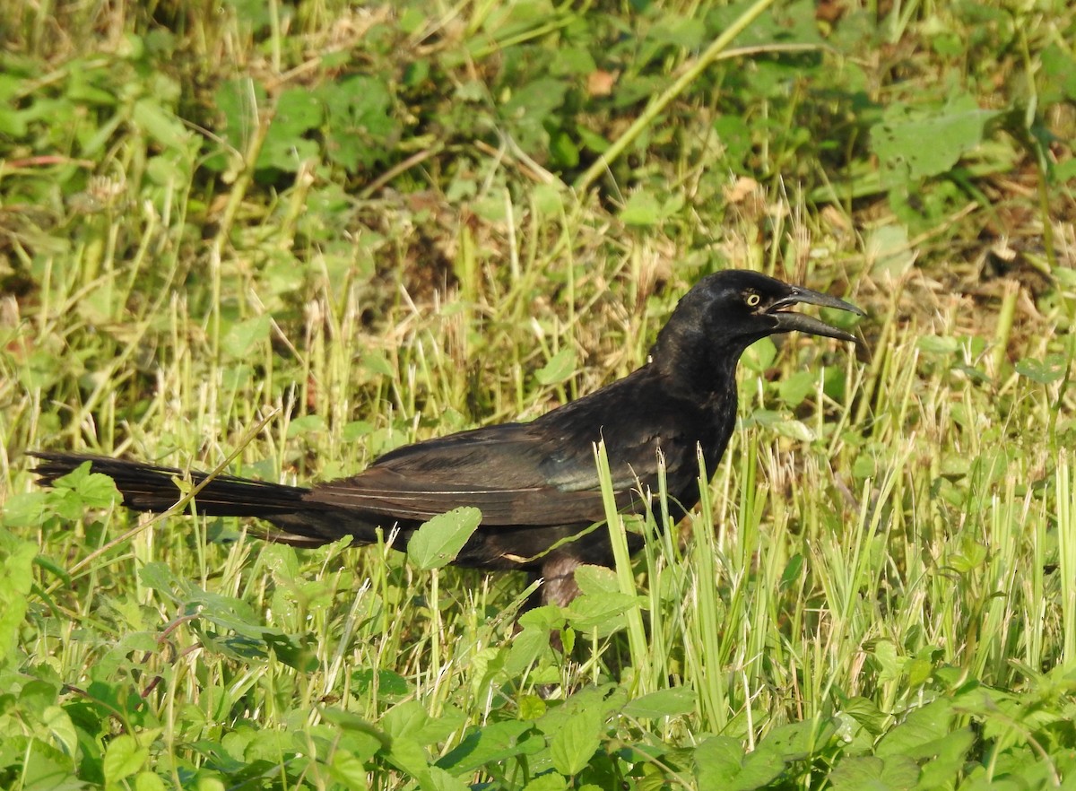 Great-tailed Grackle - ML107467921