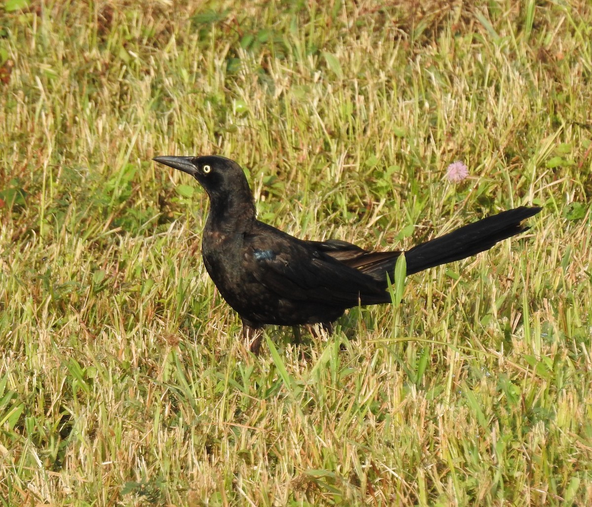 Great-tailed Grackle - ML107467931