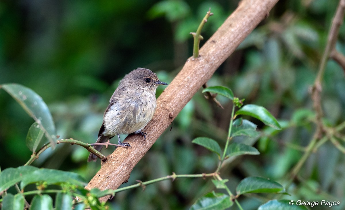 African Dusky Flycatcher - George Pagos