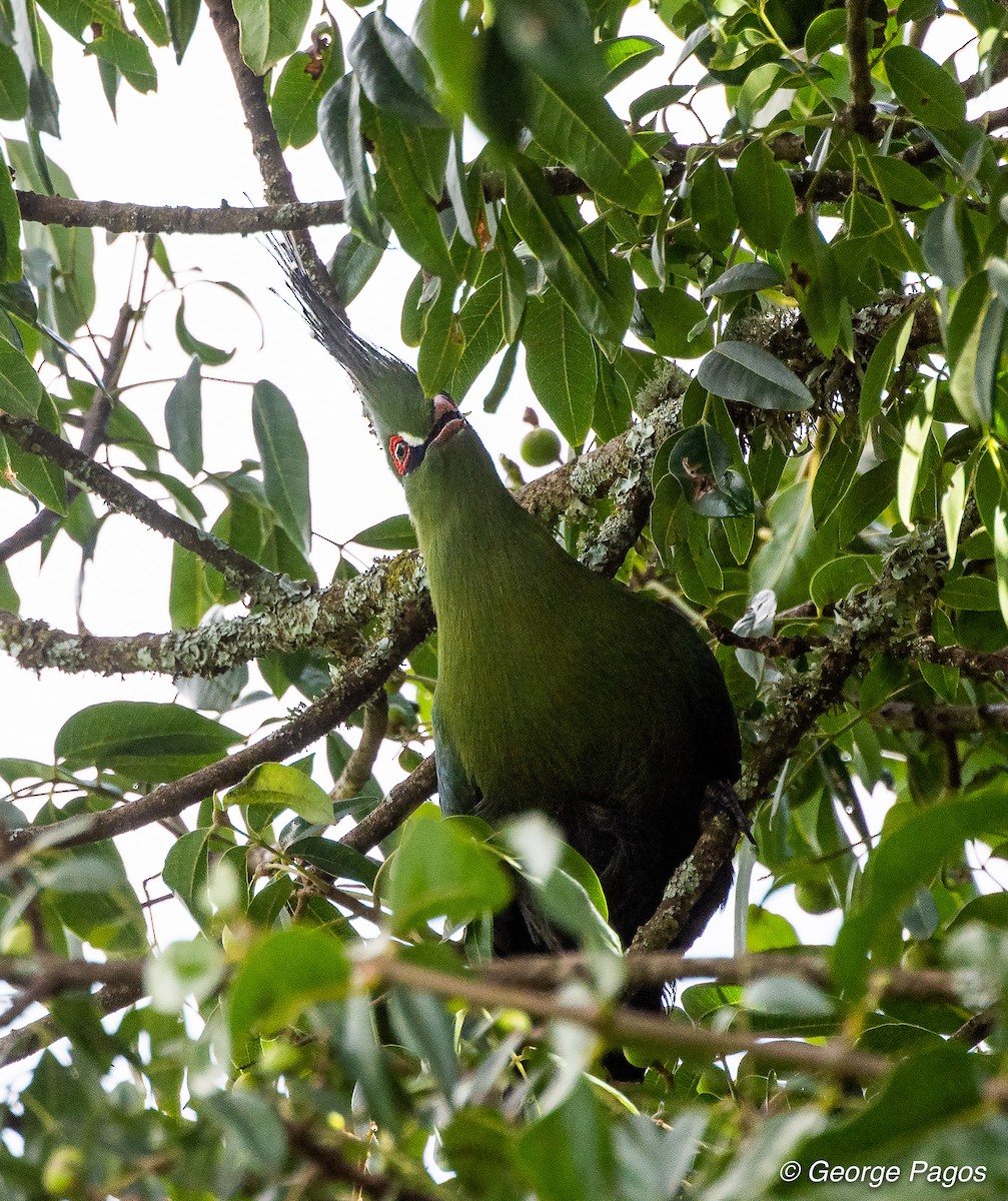 Schalow's Turaco - George Pagos