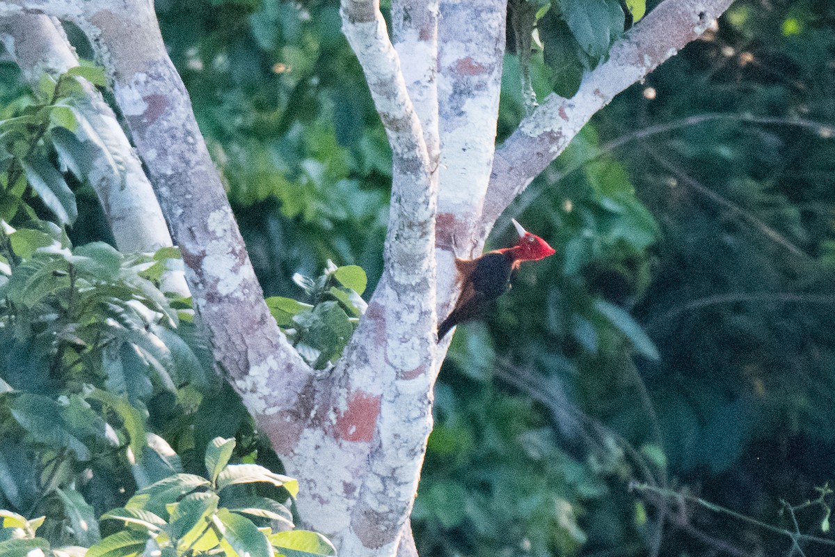 Red-necked Woodpecker - ML107468521