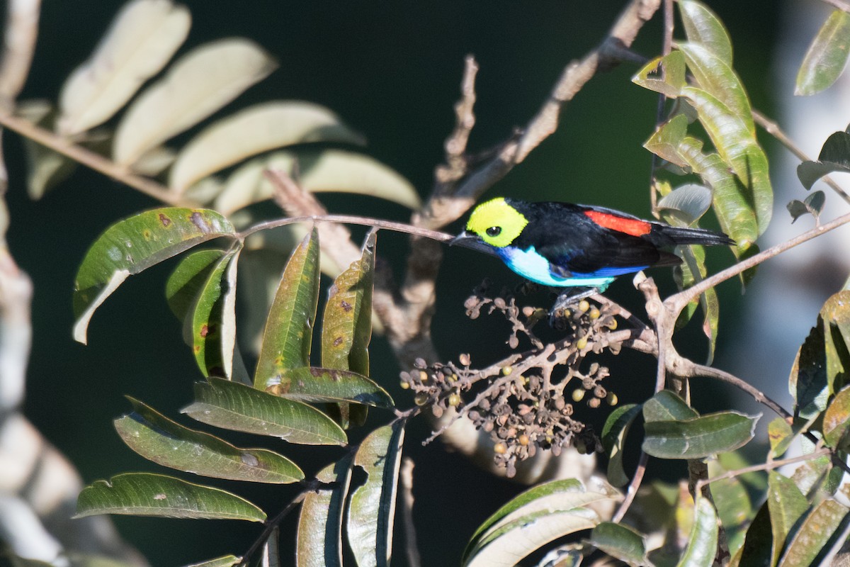 Paradise Tanager - ML107468961