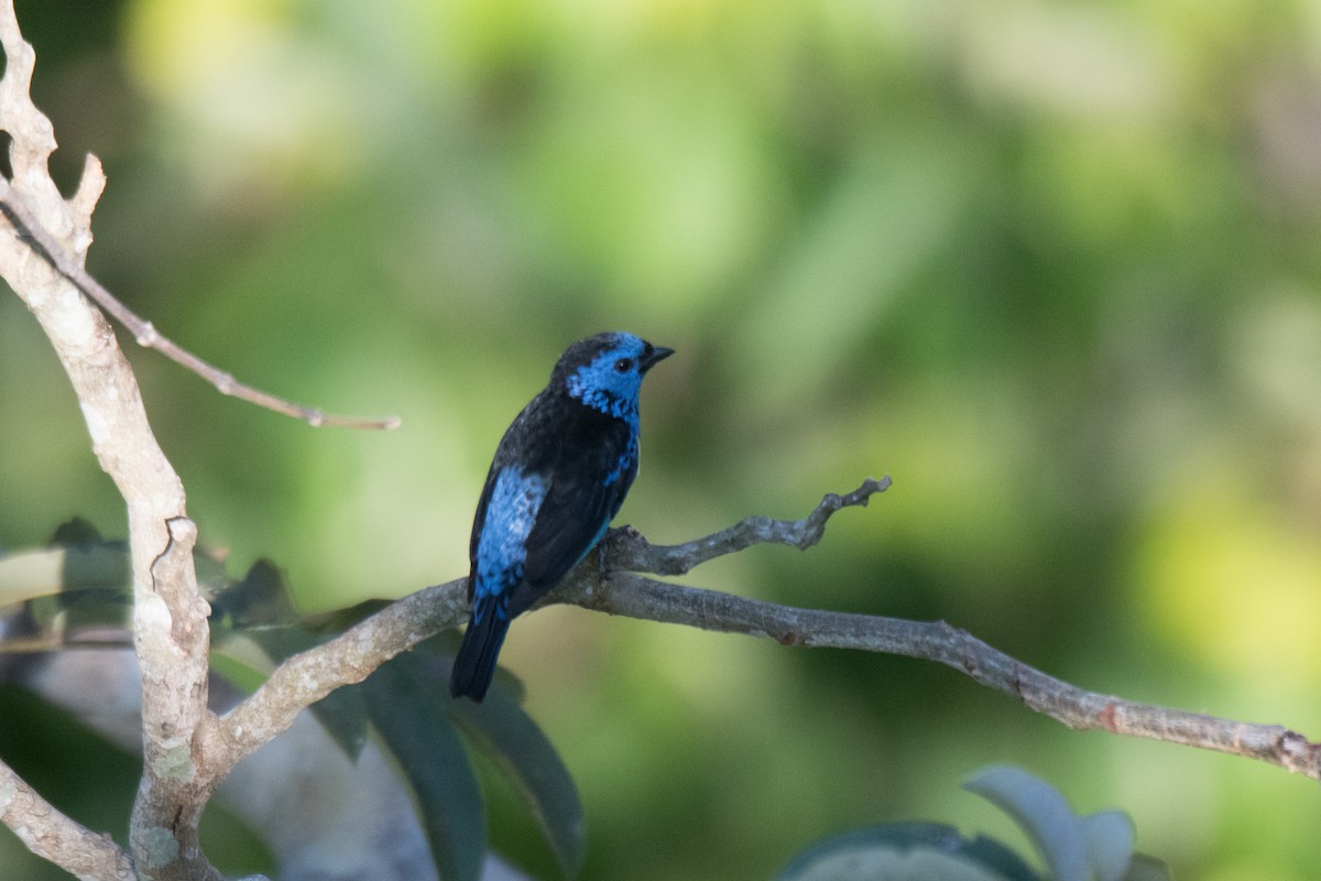 Turquoise Tanager - ML107469601
