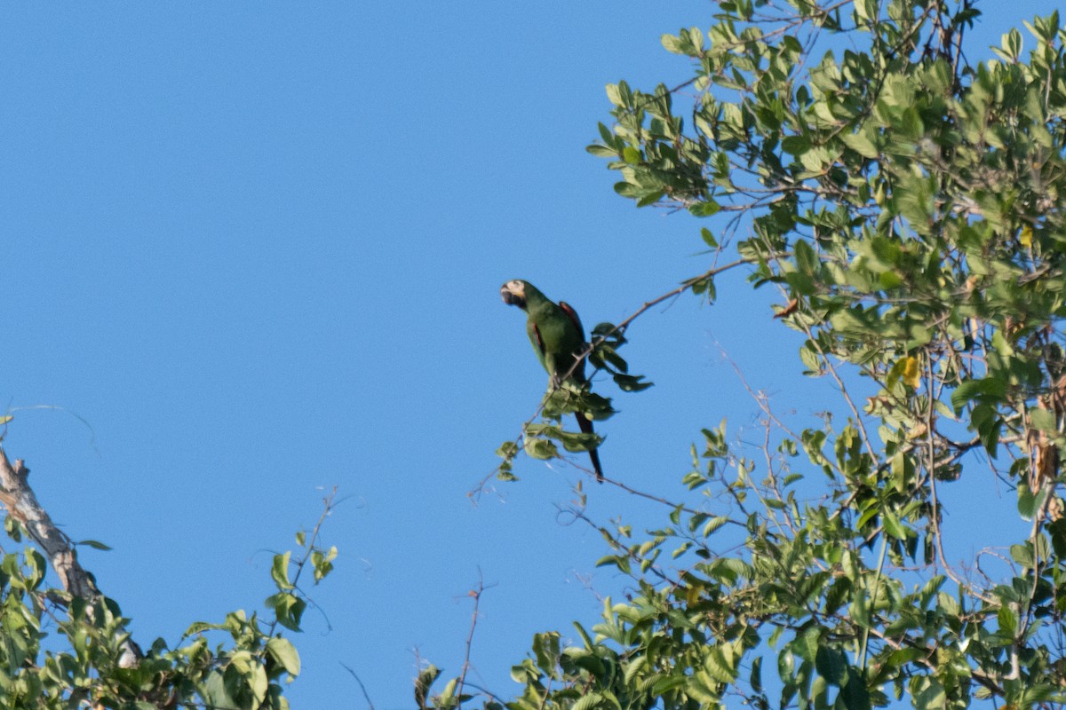 Chestnut-fronted Macaw - ML107469831