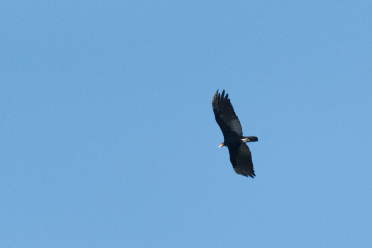 Greater Yellow-headed Vulture - ML107470181