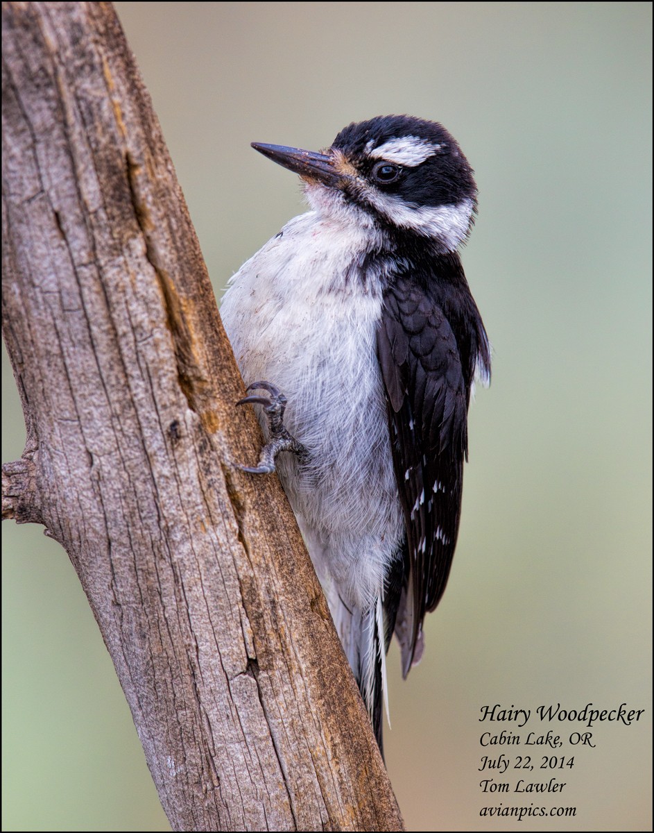 Hairy Woodpecker - ML107471331