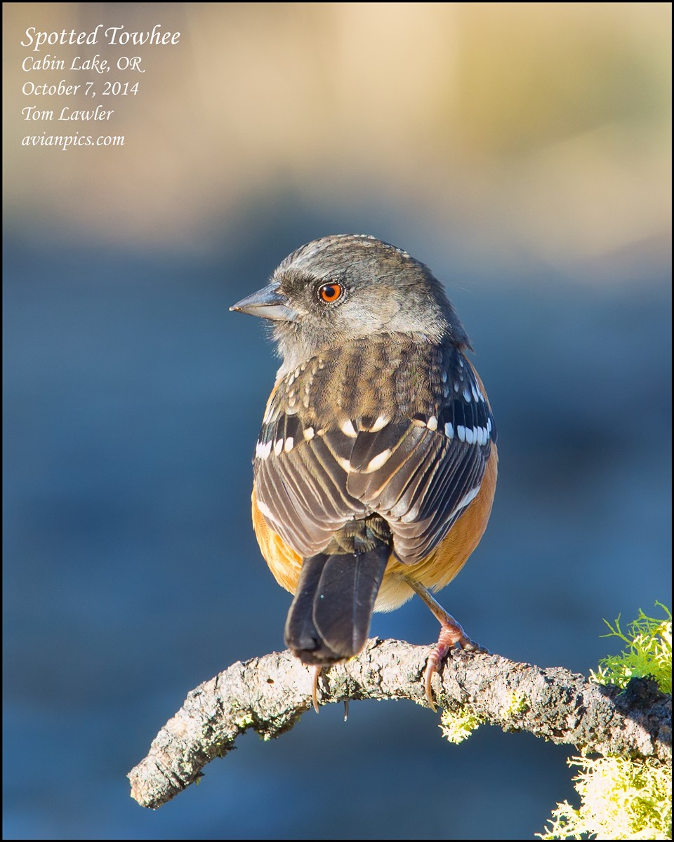 Spotted Towhee - ML107472751