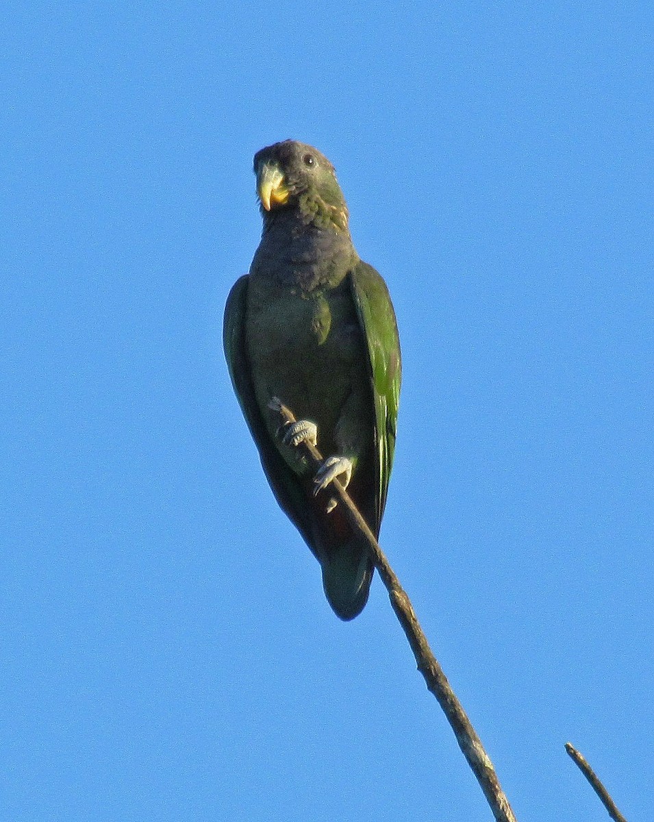 Scaly-headed Parrot - ML107475731