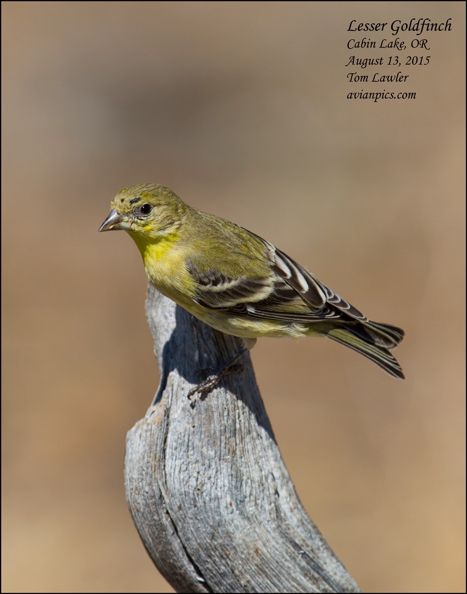 Lesser Goldfinch - Tom Lawler