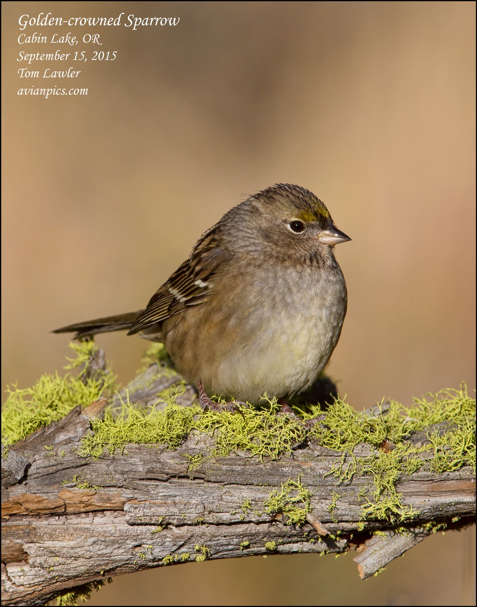 Golden-crowned Sparrow - Tom Lawler