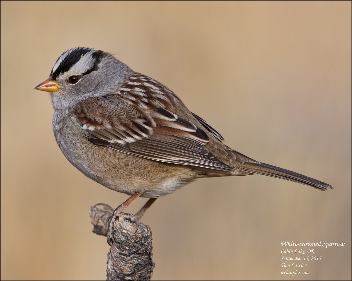 White-crowned Sparrow - Tom Lawler