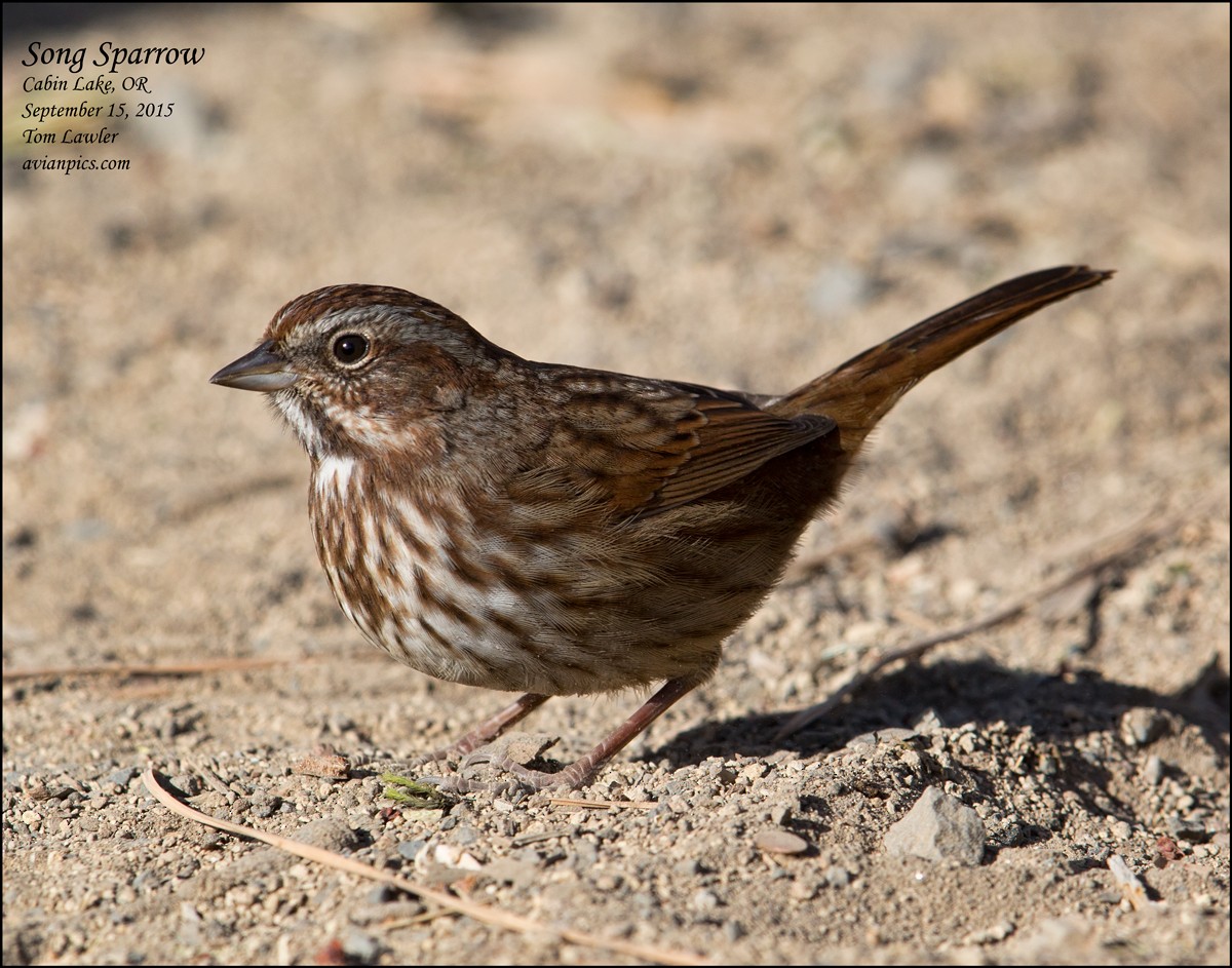 Song Sparrow - Tom Lawler
