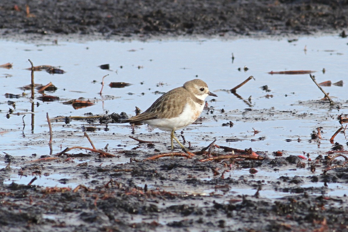 Double-banded Plover - ML107477161