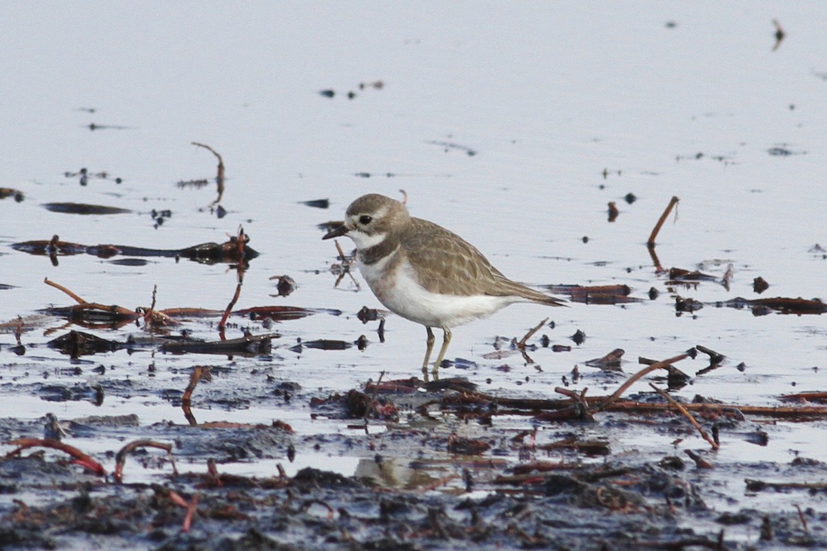 Double-banded Plover - ML107477171