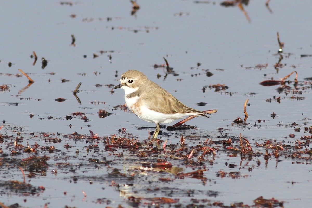 Double-banded Plover - ML107477201