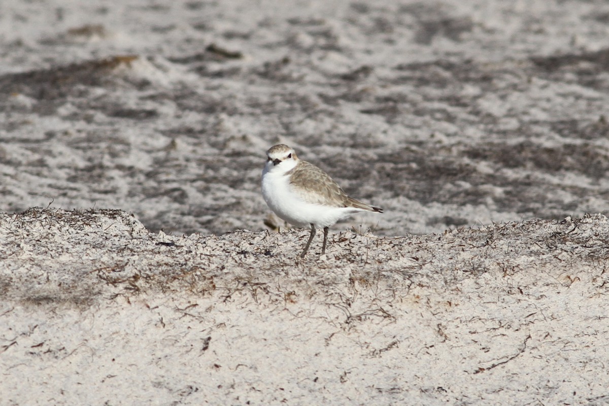 Red-capped Plover - ML107477221