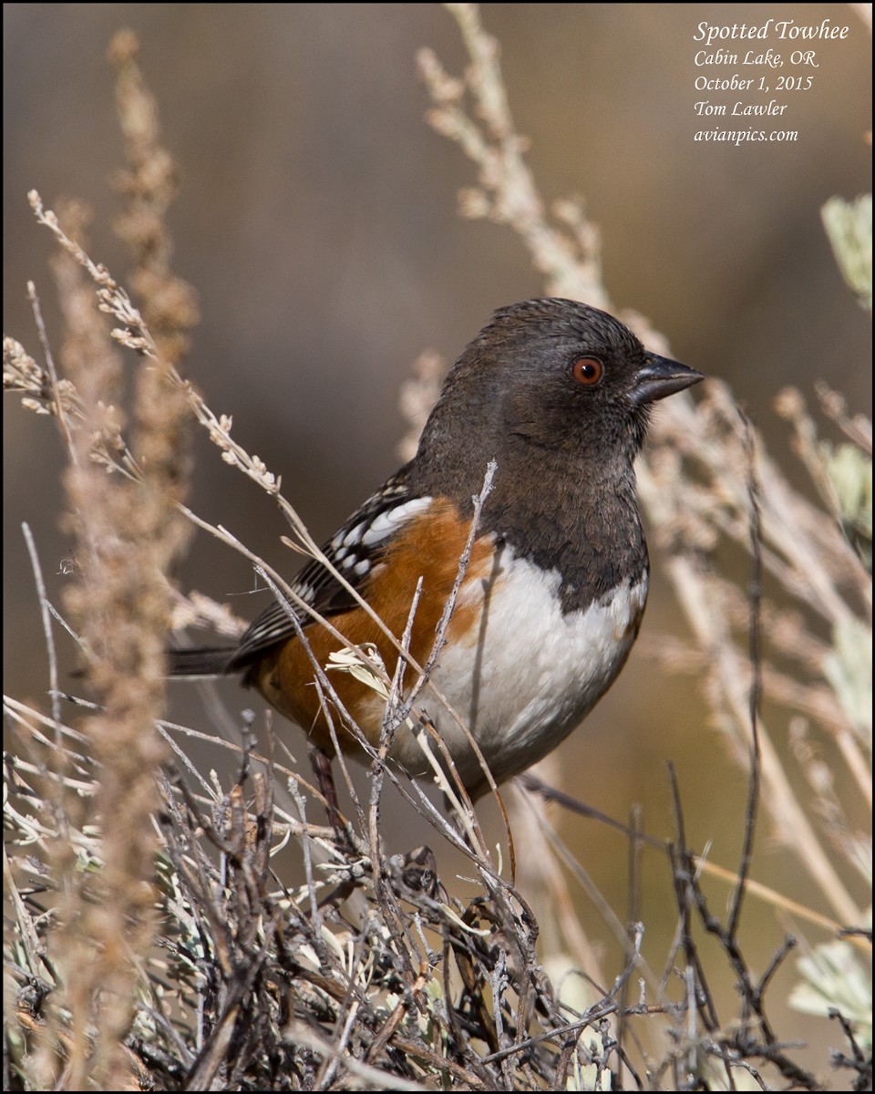 Spotted Towhee - Tom Lawler