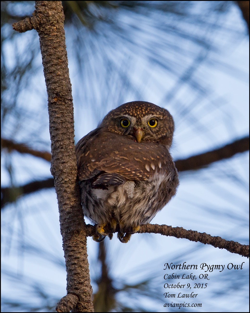 Northern Pygmy-Owl - Tom Lawler
