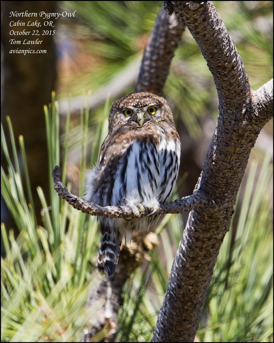 Northern Pygmy-Owl - ML107479201