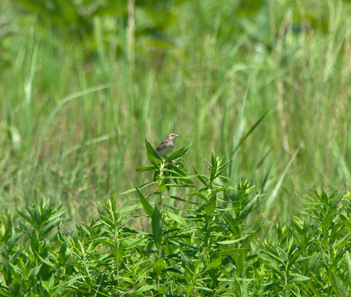 Grasshopper Sparrow - Kerry Loux