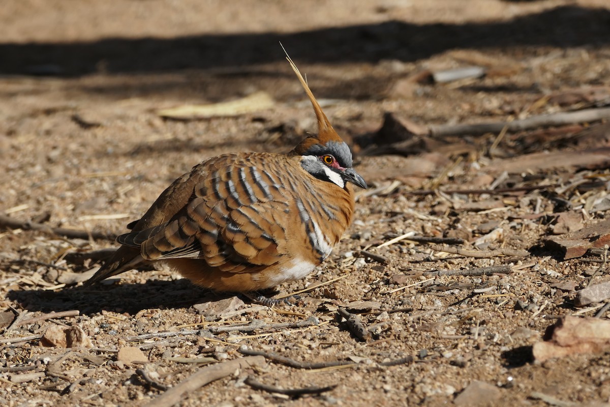 Spinifex Pigeon - Andrew Hogg