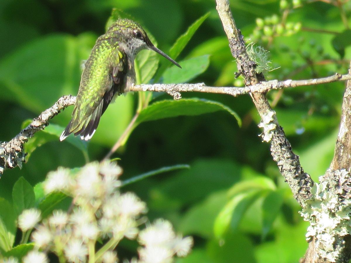 Ruby-throated Hummingbird - David Patick