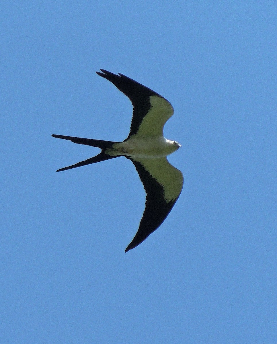 Swallow-tailed Kite - Hugo Hulsberg
