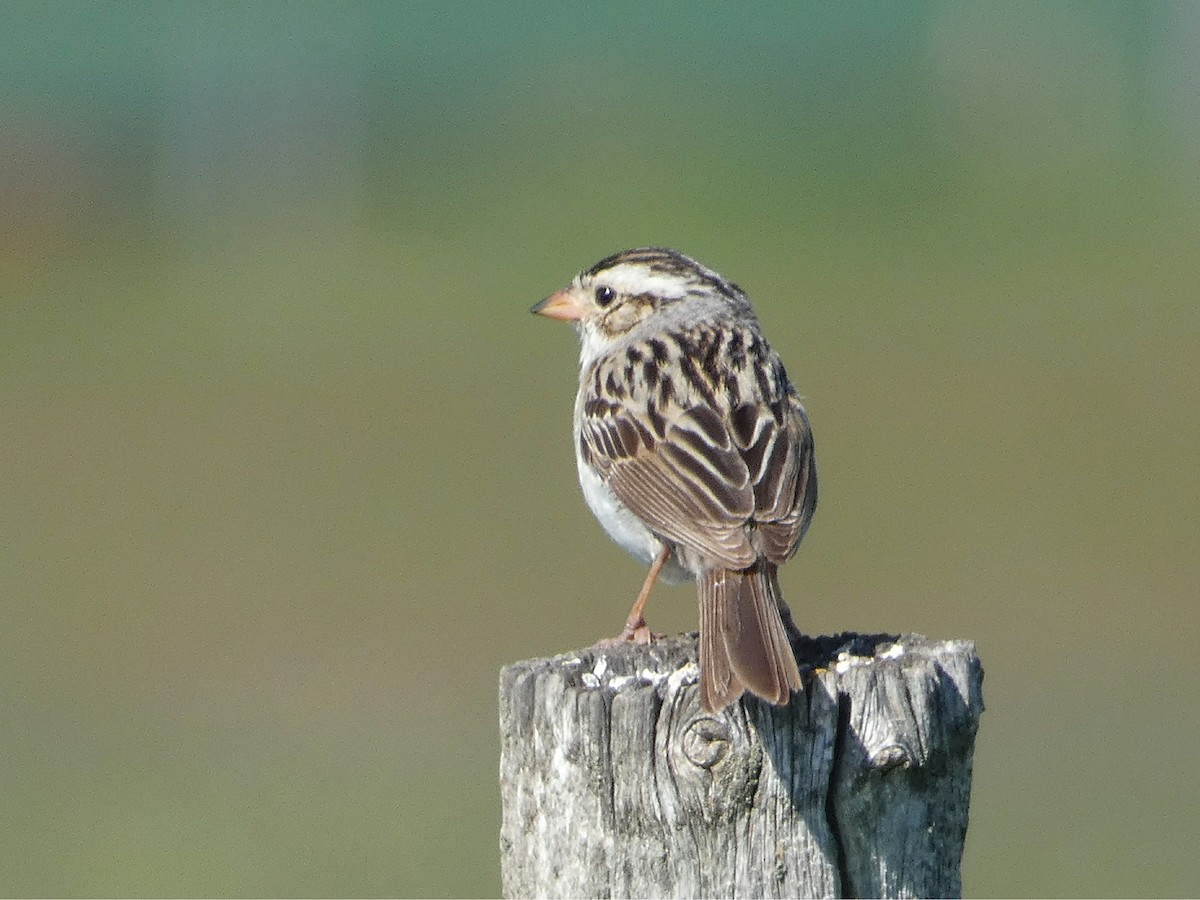 Clay-colored Sparrow - ML107485951