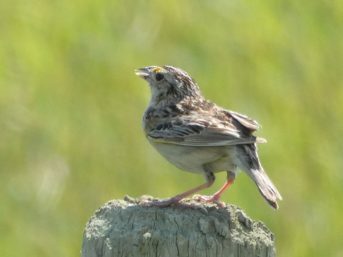 Grasshopper Sparrow - ML107485991