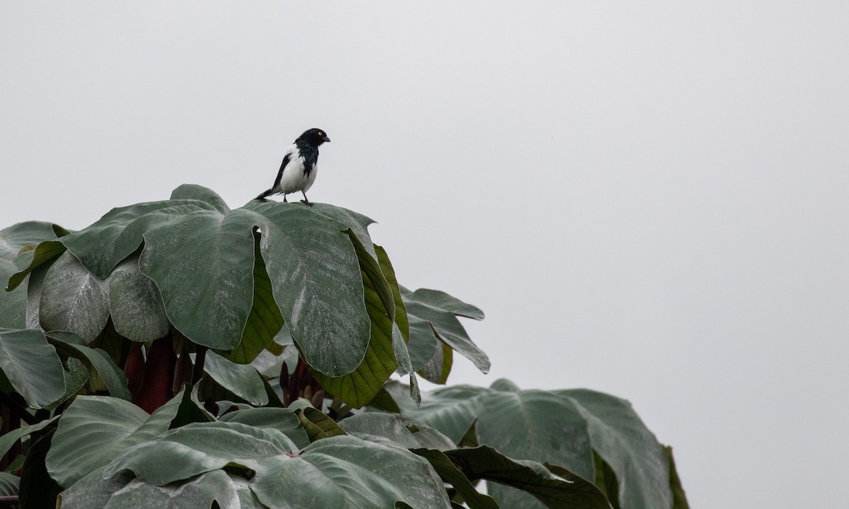 Magpie Tanager - ML107487291