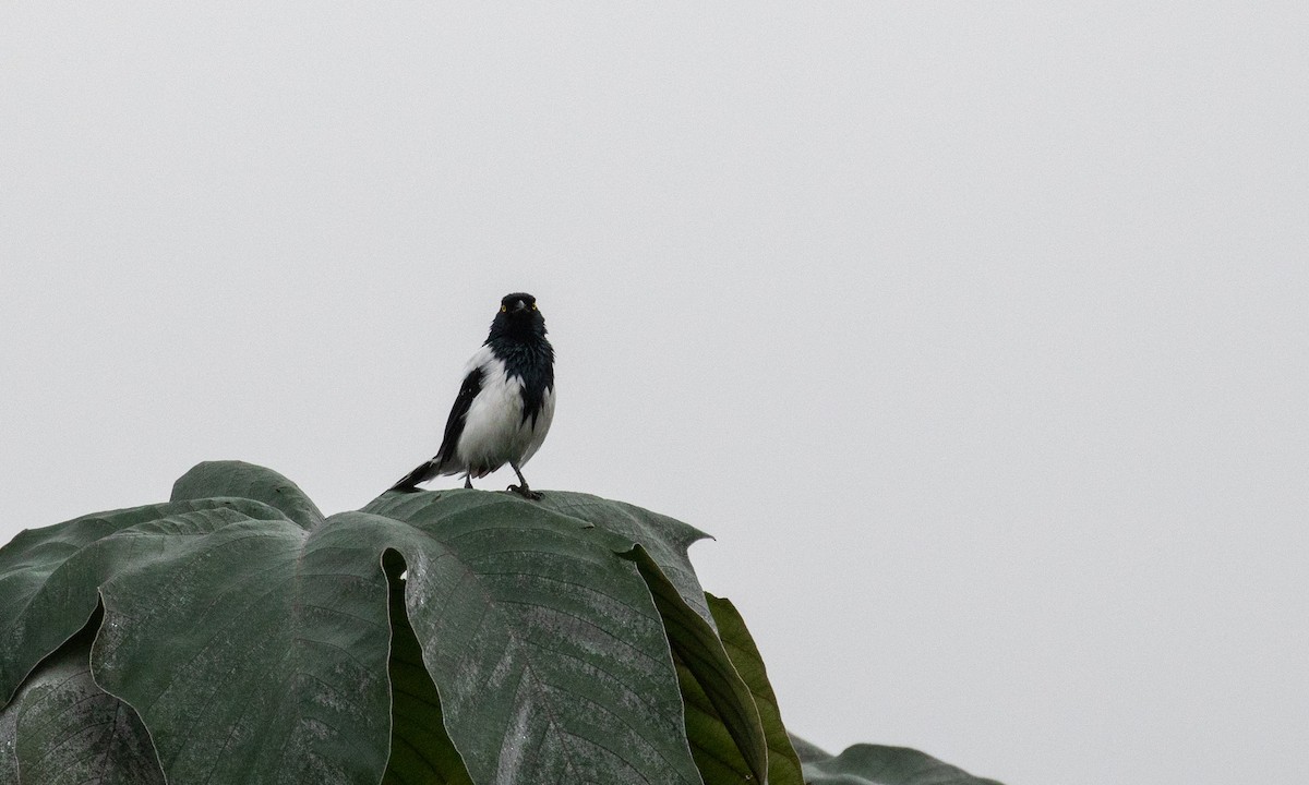 Magpie Tanager - ML107487301