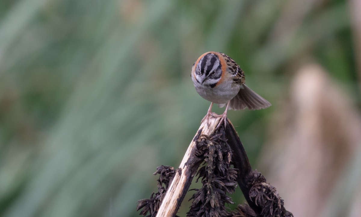 Rufous-collared Sparrow - ML107487361