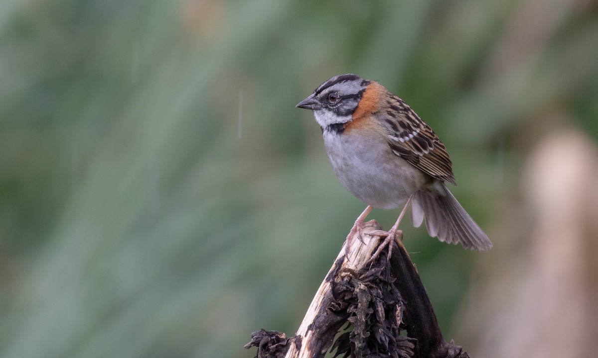 Rufous-collared Sparrow - Drew Weber
