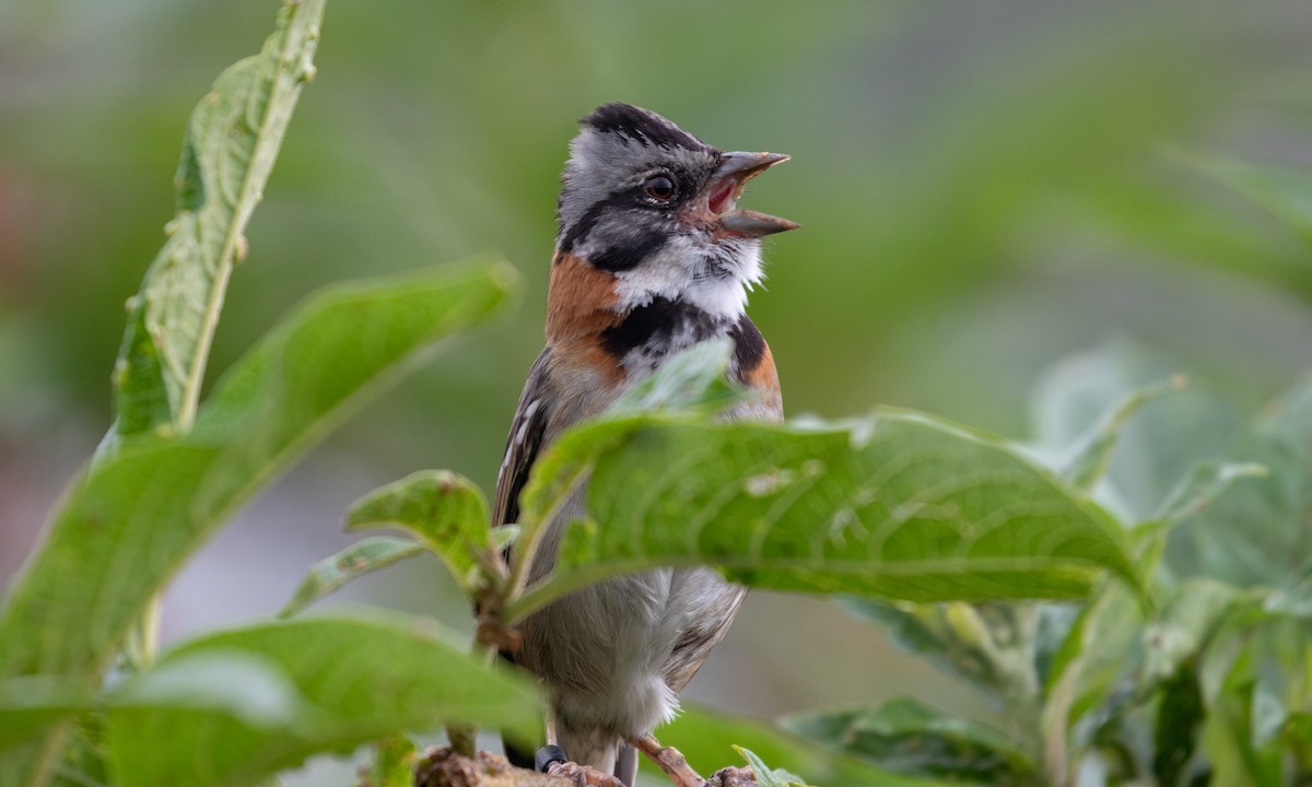 Rufous-collared Sparrow - Drew Weber