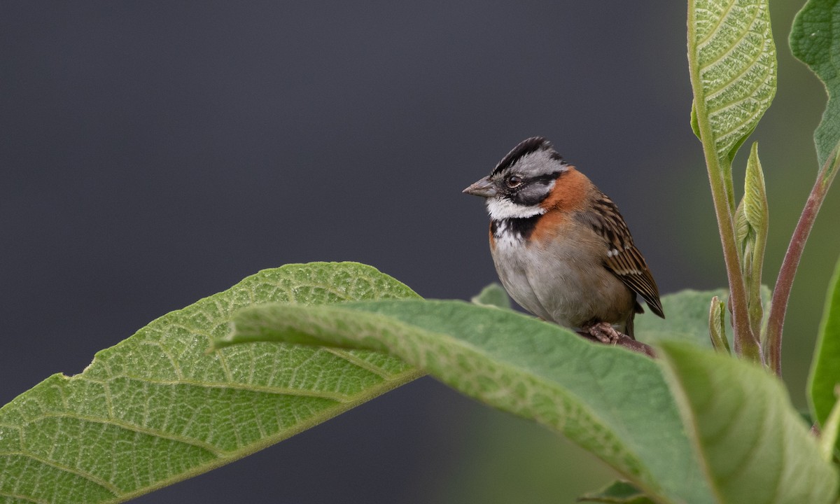 Rufous-collared Sparrow - ML107487421