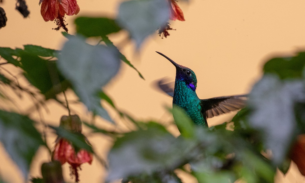 kolibřík modrolící - ML107487891