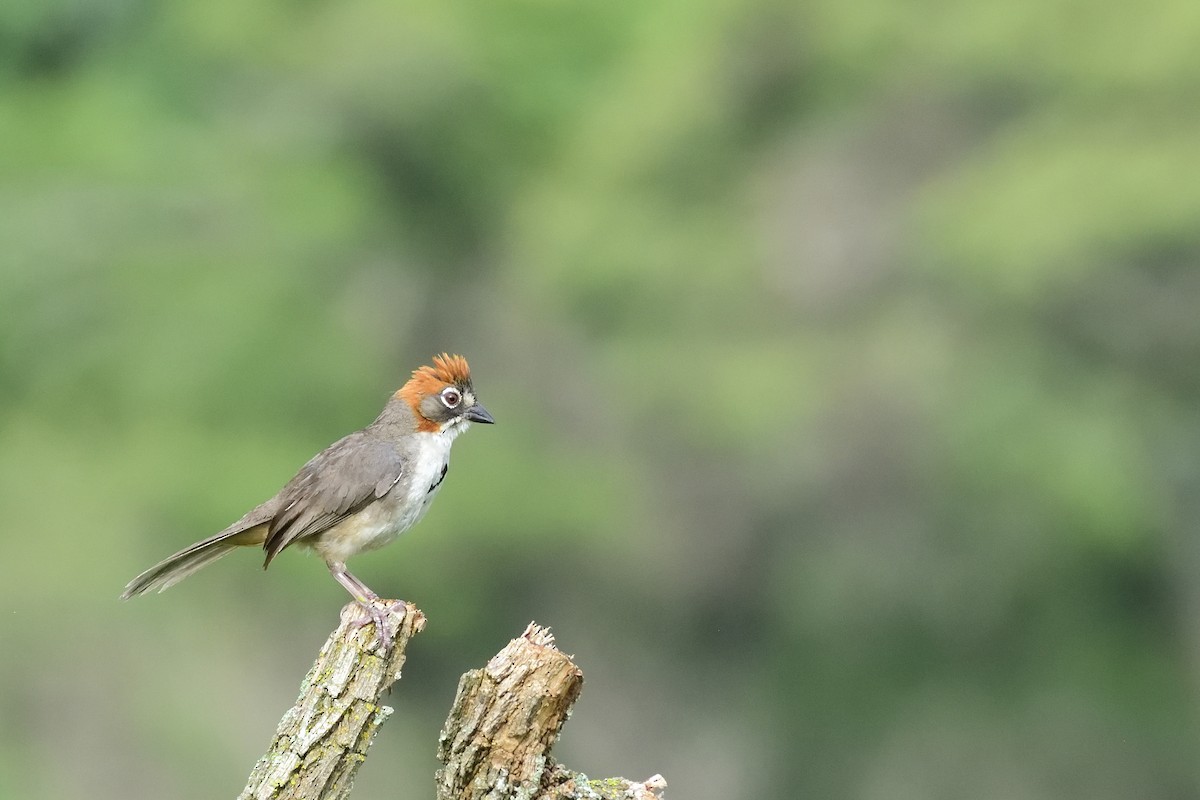 Rusty-crowned Ground-Sparrow - Ricardo Arredondo
