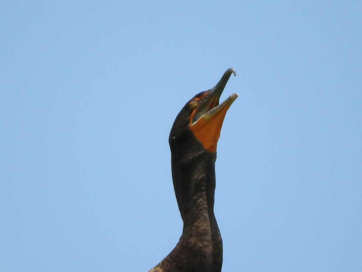 Double-crested Cormorant - Cate Igo