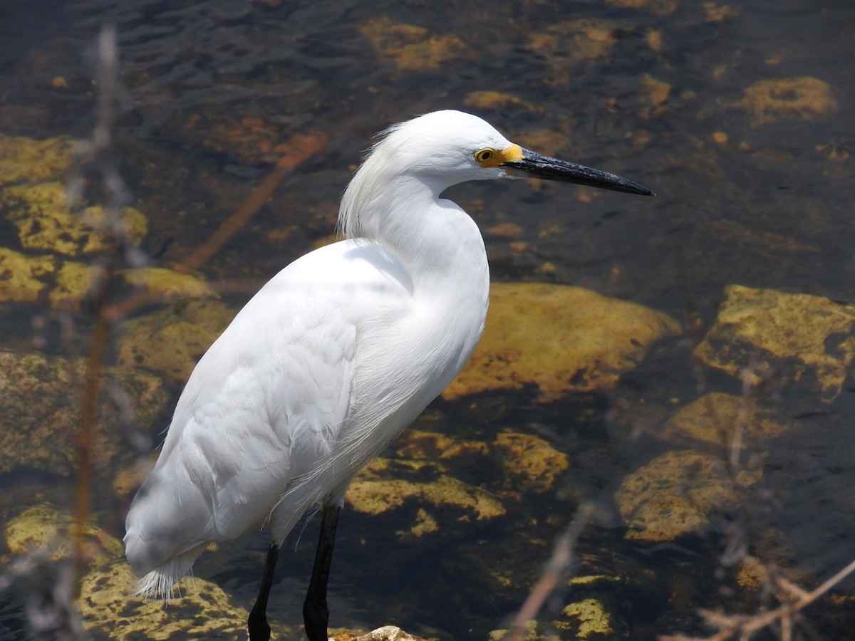 Snowy Egret - Cate Igo