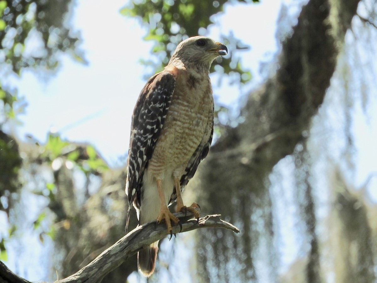 Red-shouldered Hawk - Cate Igo